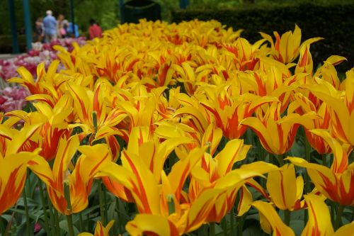 yellow tulips flowers keukenhof