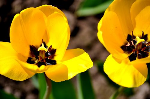 yellow tulips tulip tulpenbluete