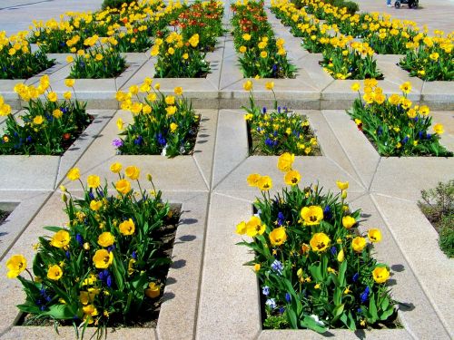 yellow tulips spring flower pecs