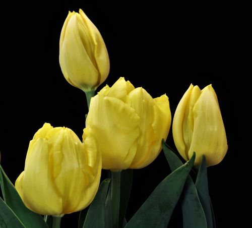 Yellow Tulips On Black
