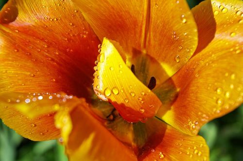 yellow tumor orange tulip close