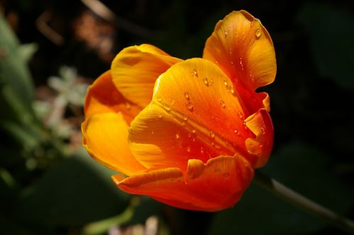 yellow tumor orange tulip close
