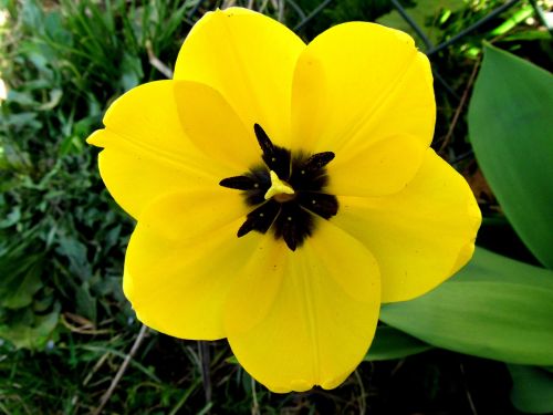 yellow tumor open tulip blossomed