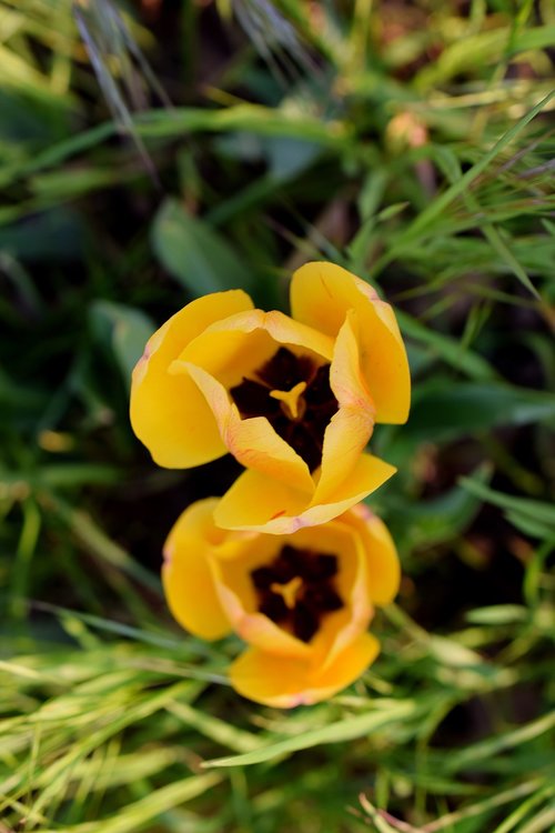 yellow tumor  tulips  flowers close-up