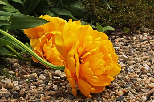 yellow tumor  rose tulip  stuffed tulip