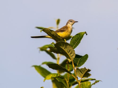 yellow wagtail stilt bird