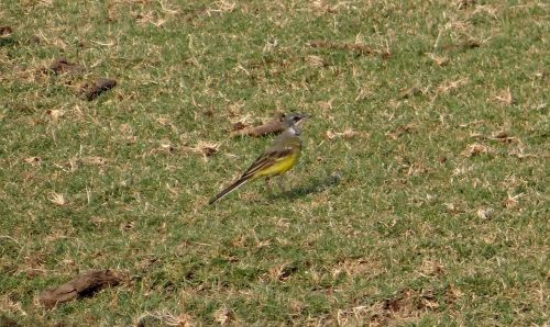 yellow wagtail motacilla flava bird