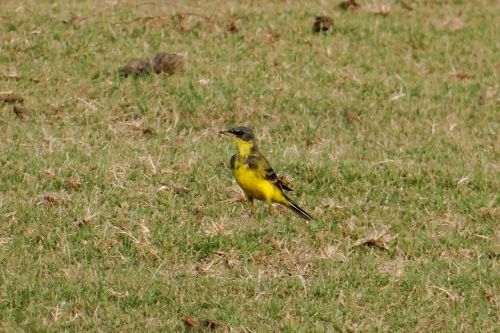 yellow wagtail motacilla flava bird