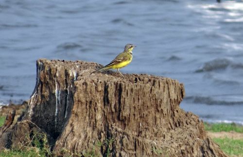 yellow wagtail wagtail bird