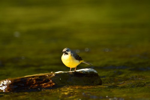 yellow wagtail  bird  animal world