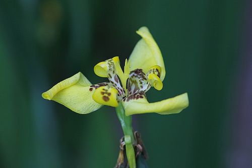 yellow walking irish floral plant