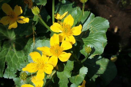 Yellow Water Flower