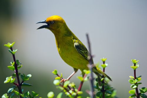 yellow weaver bird wildlife