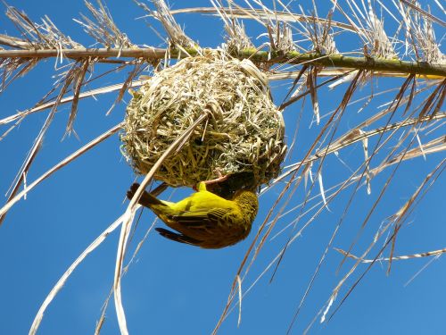 yellow weaver bird nest south africa