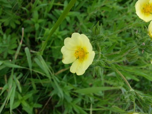 Yellow Wild Flower