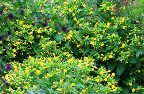 Yellow Wild Flowers