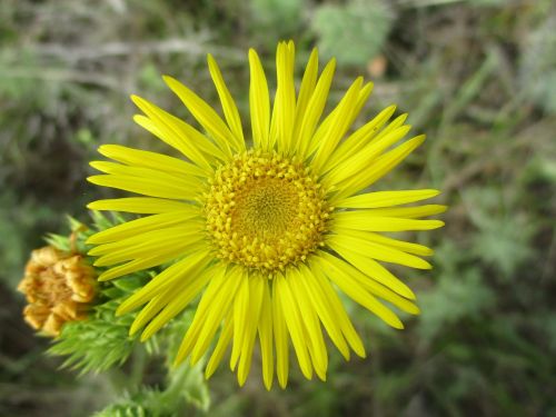 yellow wildflower texas nature