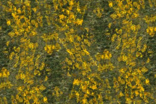 Yellow Wildflower Background