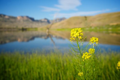 Yellow Wildflower Grows By Lake