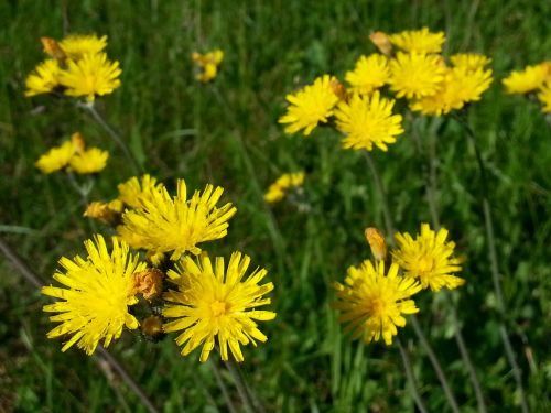 Yellow Wildflowers