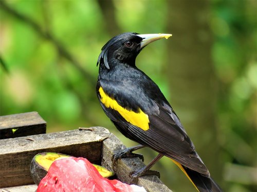 yellow winged cacique  cacique  bird