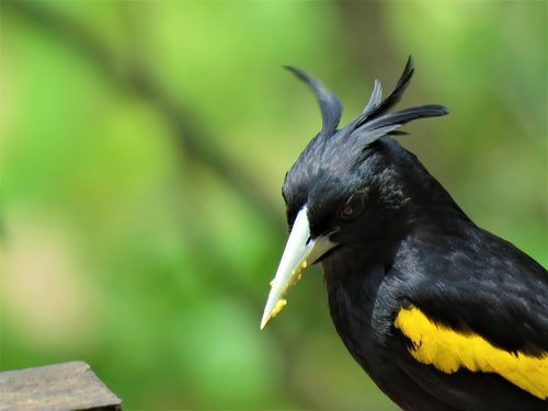 yellow winged cacique  cacique  bird
