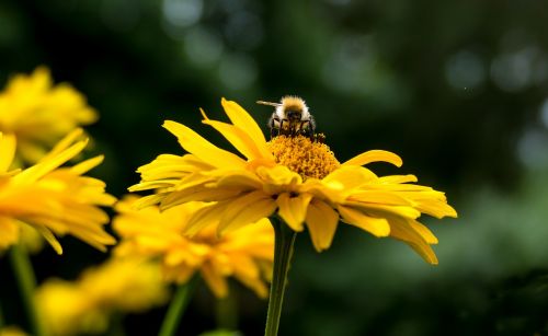 yellow woman eye flower nature