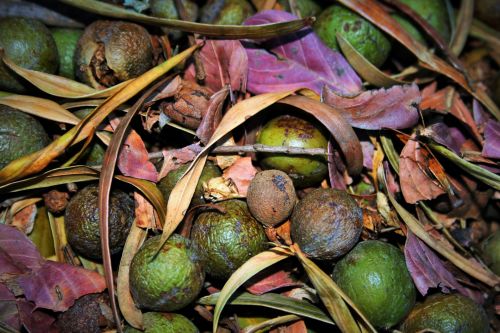 Yellow Wood Tree Seeds