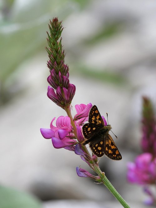 yellow würfeliger  skipper  sainfoin