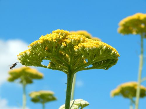 yellow yarrow insect nature