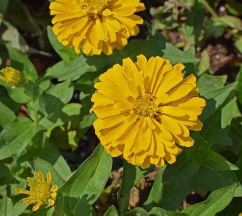 yellow zinnia flower blossom