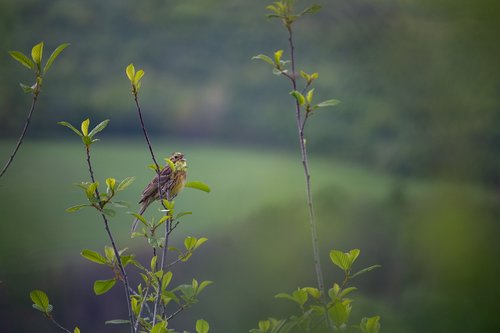 yellowhammer  songbird  nature