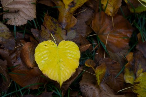 Yellow Heart Leaf