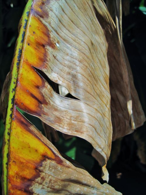 Yellowing Banana Leaf