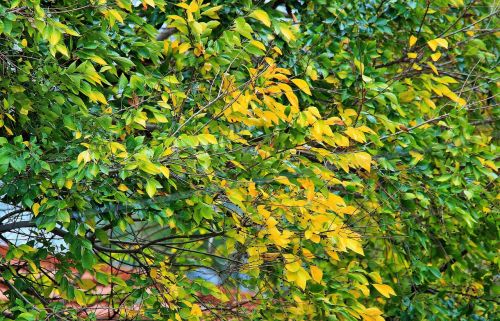 yellowing leaves leaves green