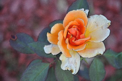 Yellow/Orange Painted Rose