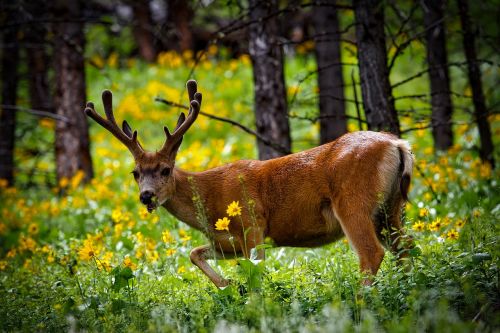 yellowstone national park wyoming