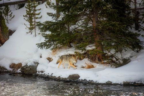 yellowstone national park wyoming