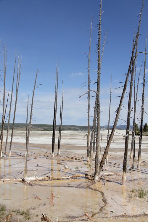 yellowstone national park death