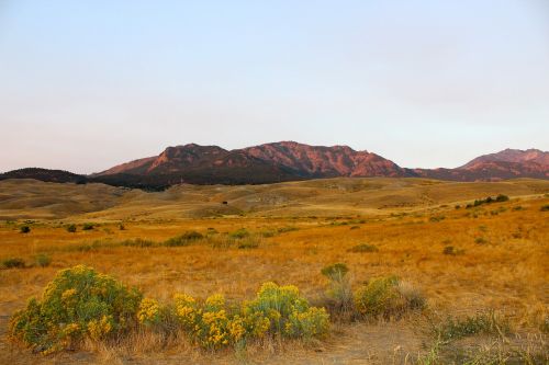 yellowstone scenery field