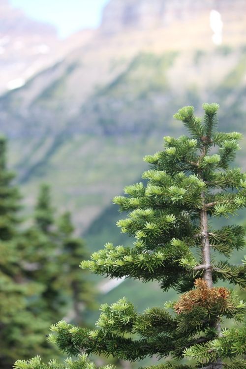 yellowstone evergreen tree mountain