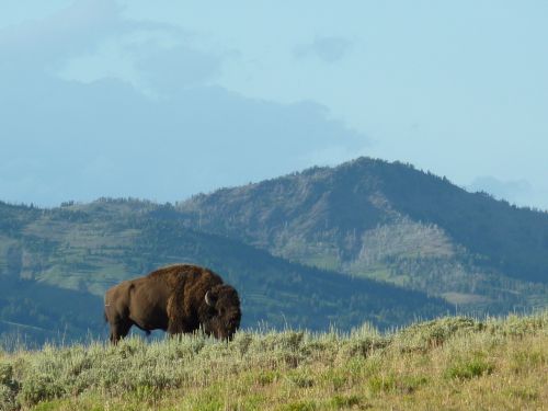 yellowstone national park bison wyoming
