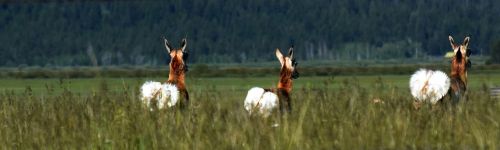 yellowstone national park wyoming animals