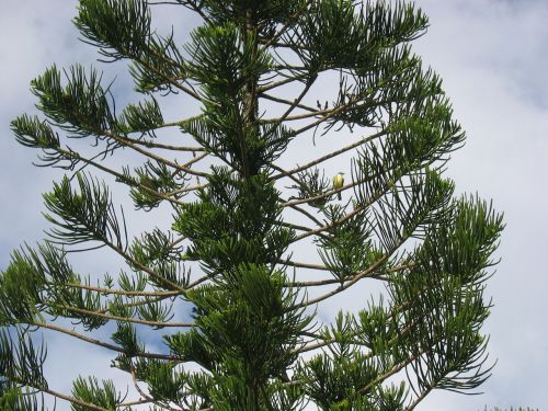 yellowtail bird pine tree