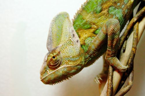 yemen chameleon chamaeleo calyptratus chameleon