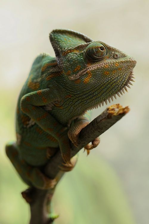 yemen chameleon chamaeleo calyptratus chameleon