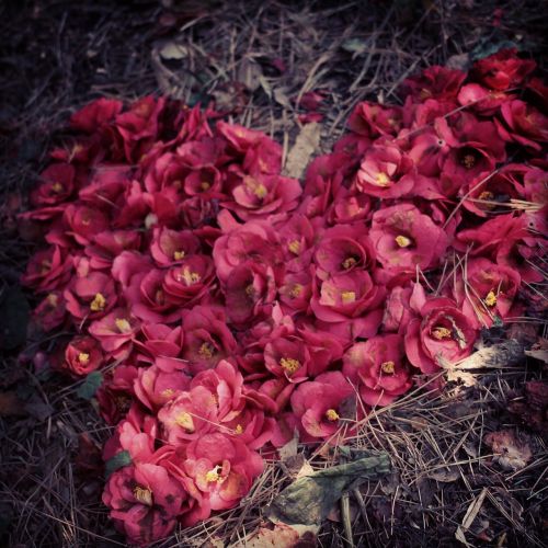 yeosu camellia flower heart