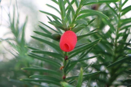 yew fruit plant