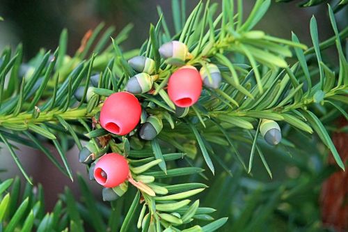 yew conifer needle branch