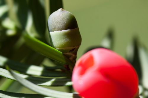 yew taxus plant